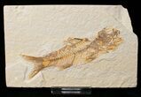 Bargain Knightia Fossil Fish - Wyoming #16455-1